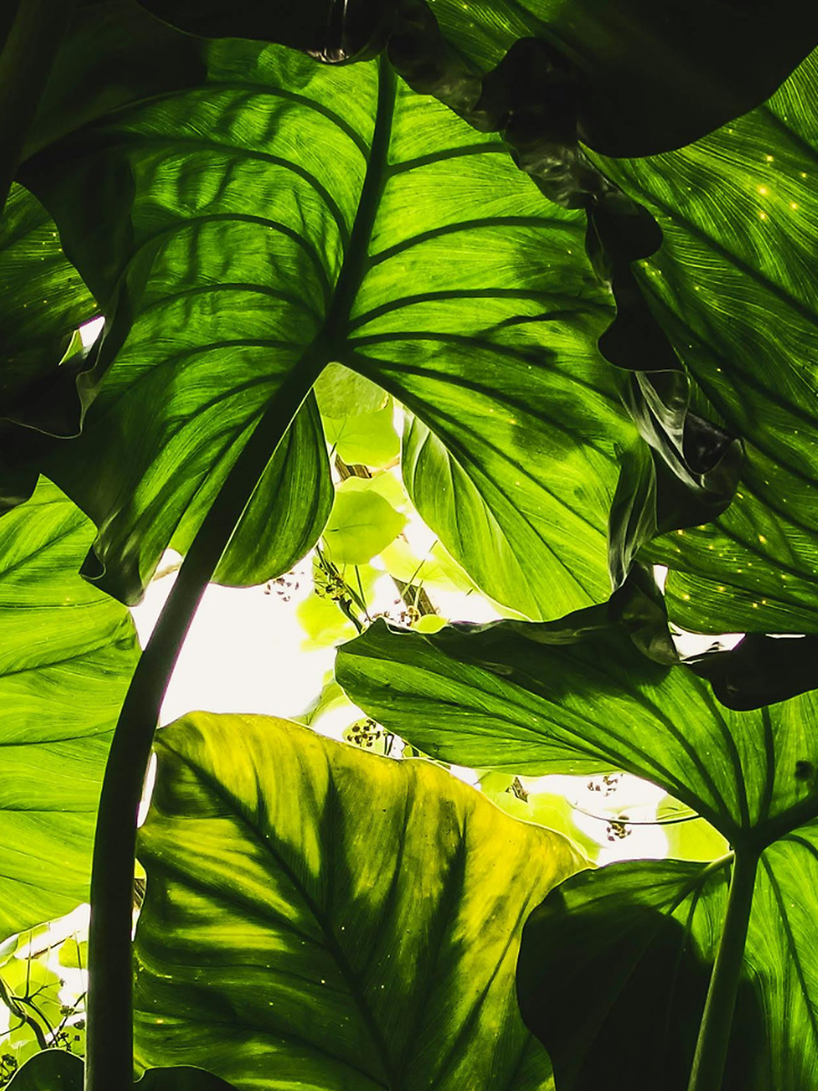 Why Plants Have Different Colours? | Times Now