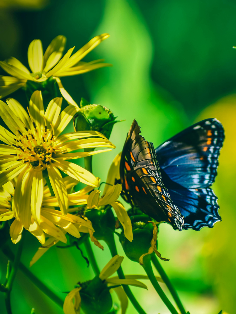 Why Butterflies Haven't Changed in 250 Million Years? | Times Now