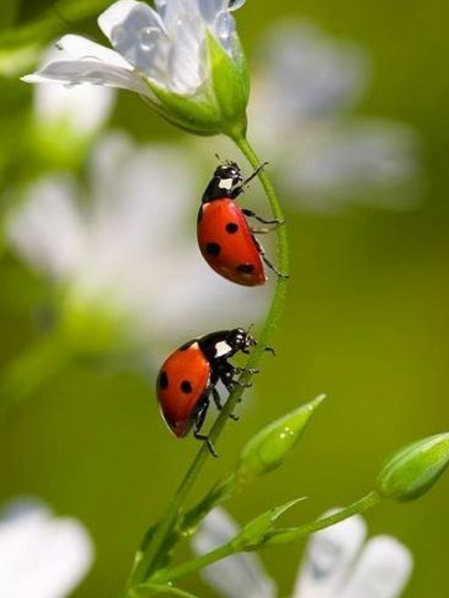 Male vs Female Ladybugs: Key Differences | Times Now