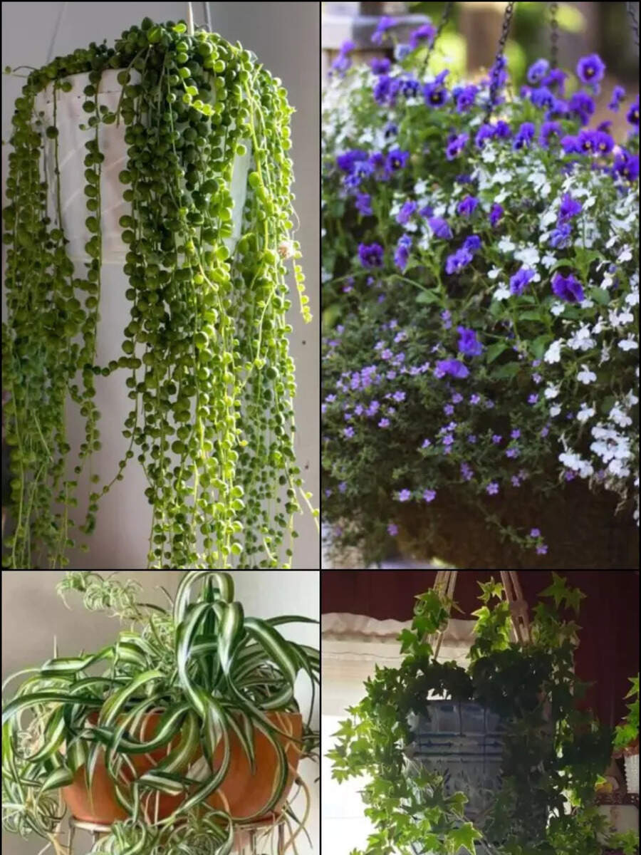 Low Maintenance Hanging Plants For Your Balcony | Times Now