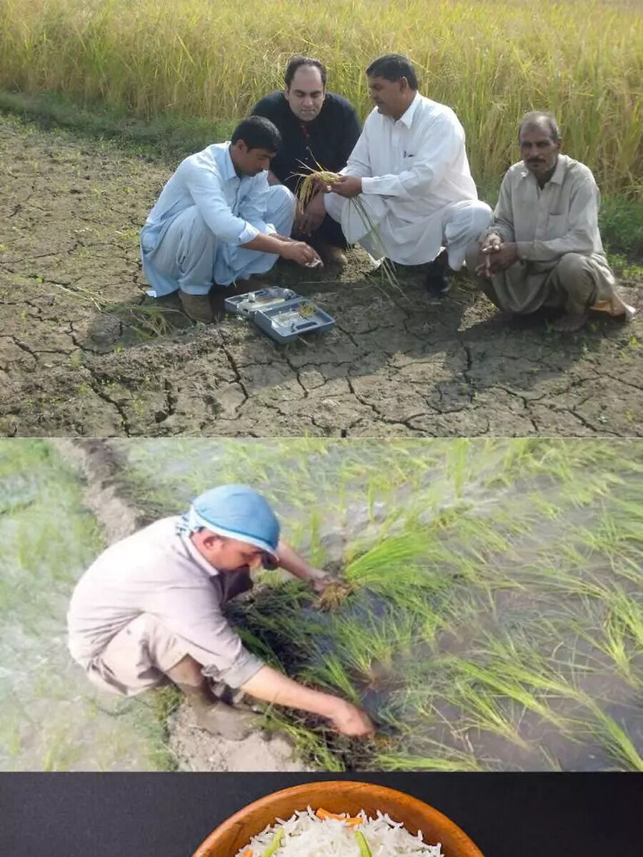 Pakistan Basmati Rice Production Of Indian Quality, Pakistani Basmati ...