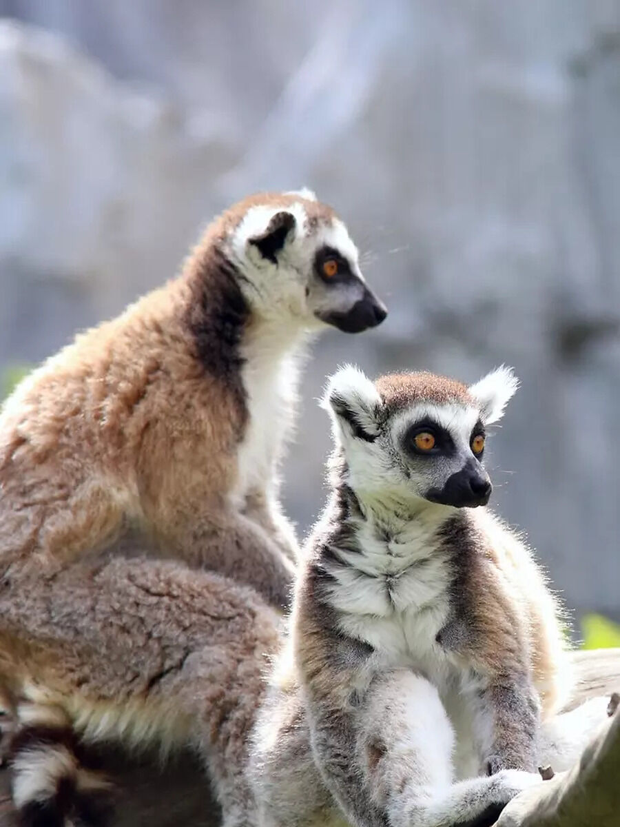 Critters and Their Collective Nouns: 5 Odd Names for Groups of Animals ...