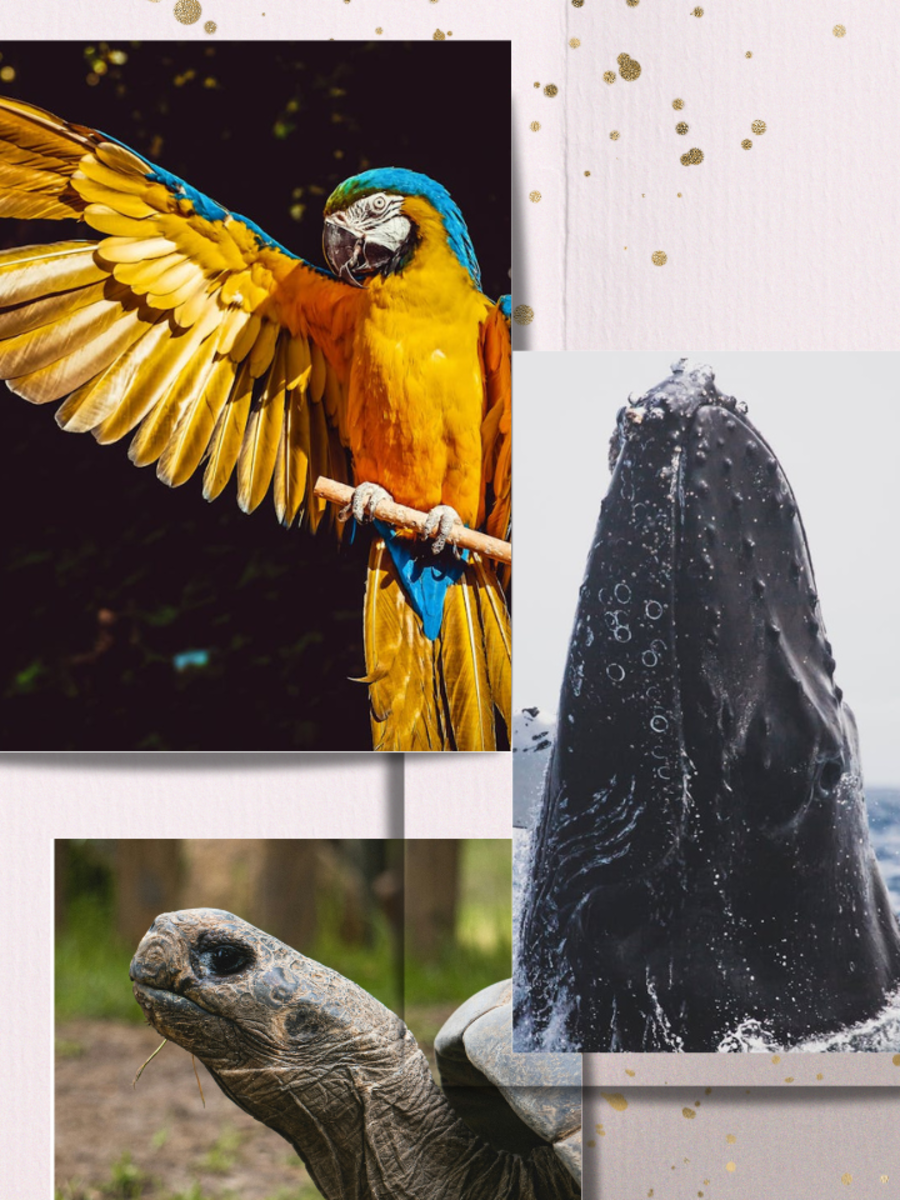 7 Animals That Can Actually Live Forever