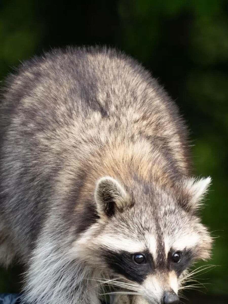 Urban Ustads: 5 Animals That Thrive in the City | Times Now