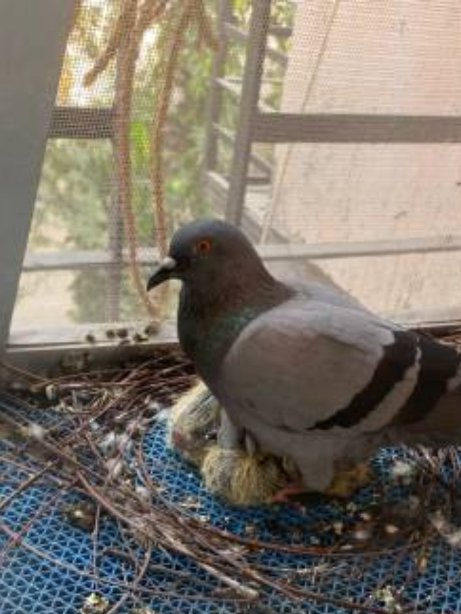 Vastu Tips: What will happen if a pigeon makes a nest in the house ...
