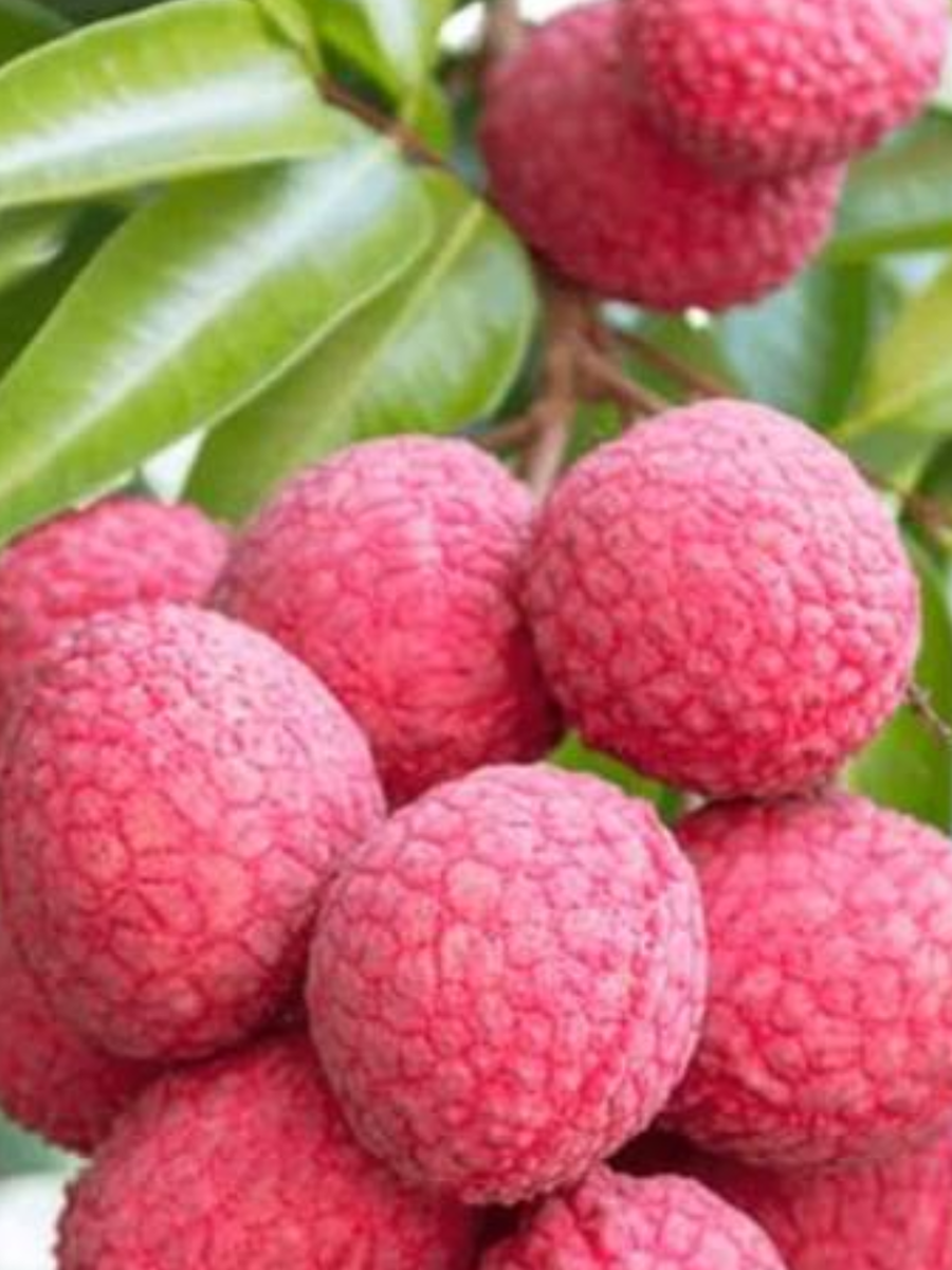 9 Reasons Why Should Add Lychee To Your Summer Diet | Times Now