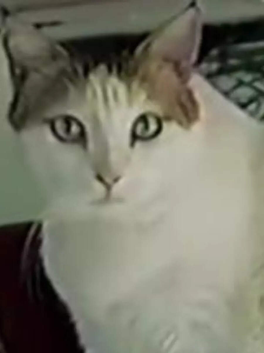 Creme Puff The Oldest Cat Ever Who Lived to be 38 Times Now
