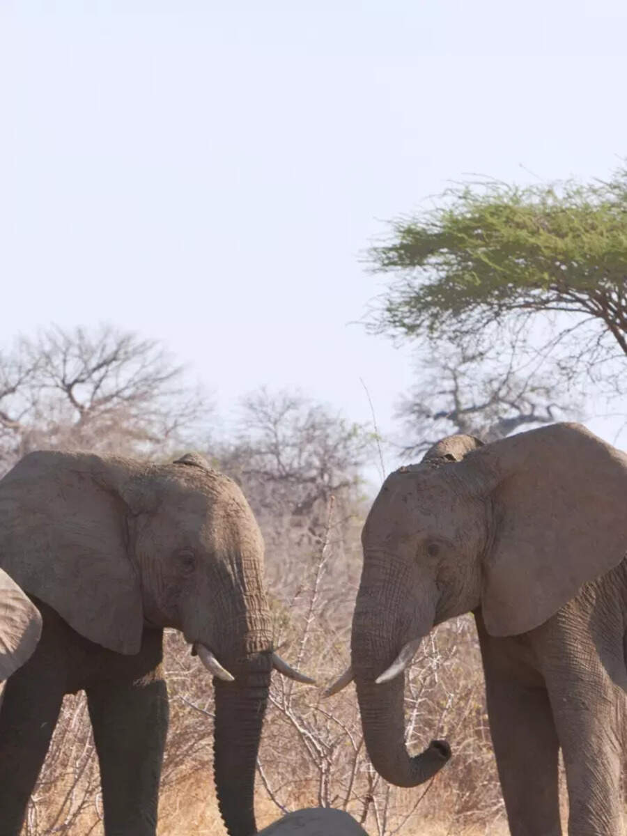 Mourning to Self-Awareness: The Extraordinary Intelligence of Elephants ...