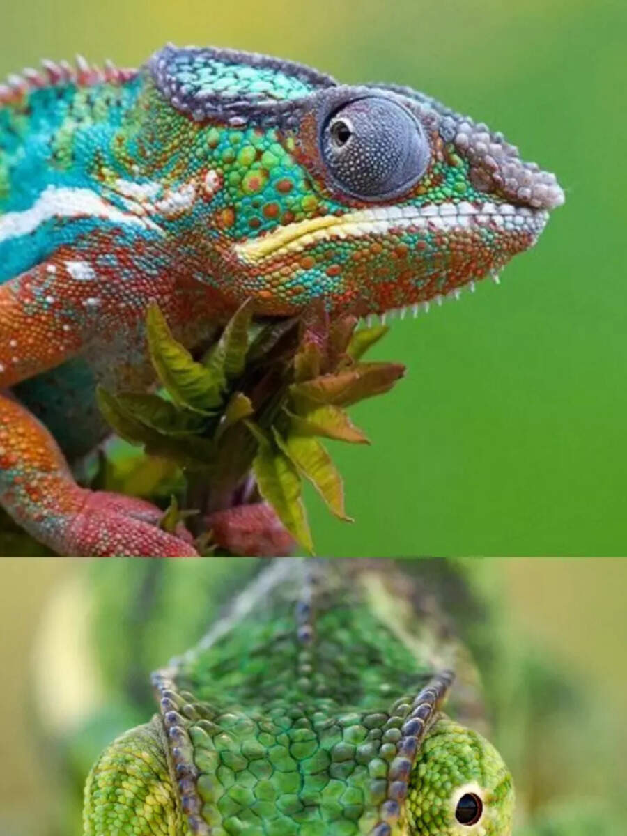 Rus qizlari qongiroq bolani chaqirishdi