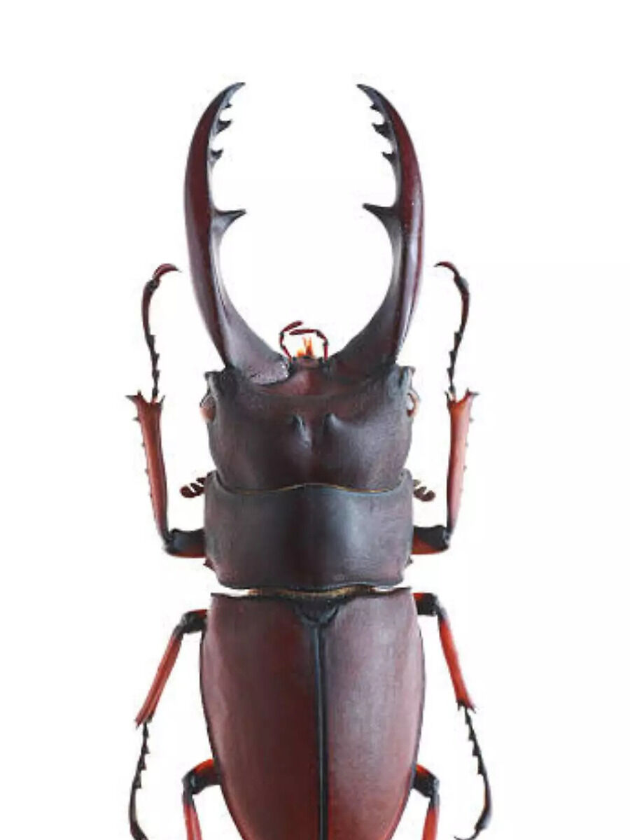World's Most Expensive Insect: वजन सिर्फ 5 ग्राम और कीमत इतनी ज्यादा ...
