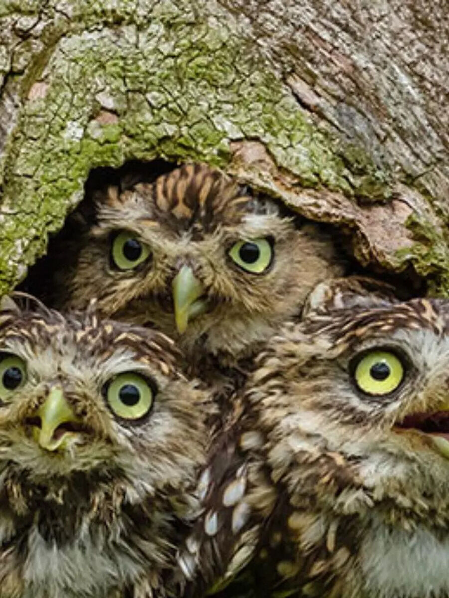 5 Rarest Birds In The World | Times Now