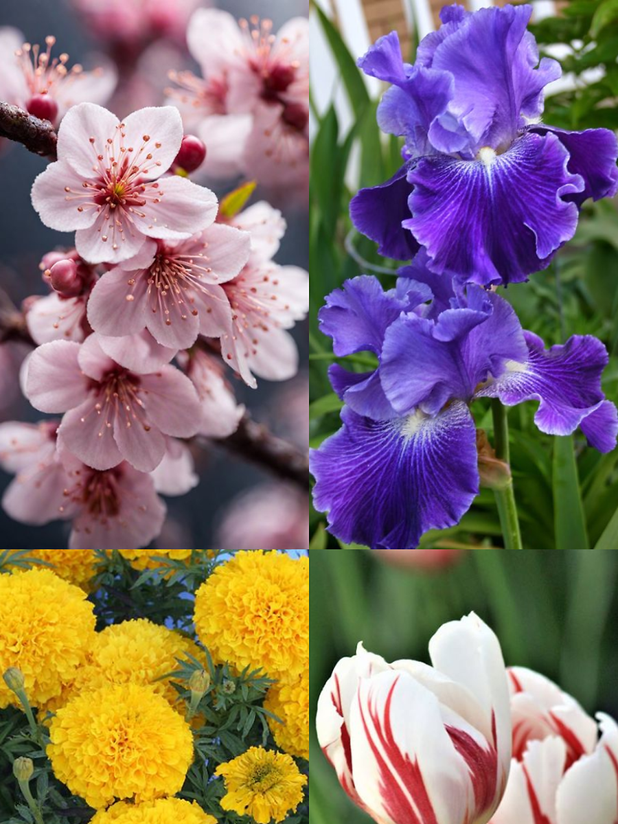 10 Beautiful Flowers That Represent New Beginnings | Times Now