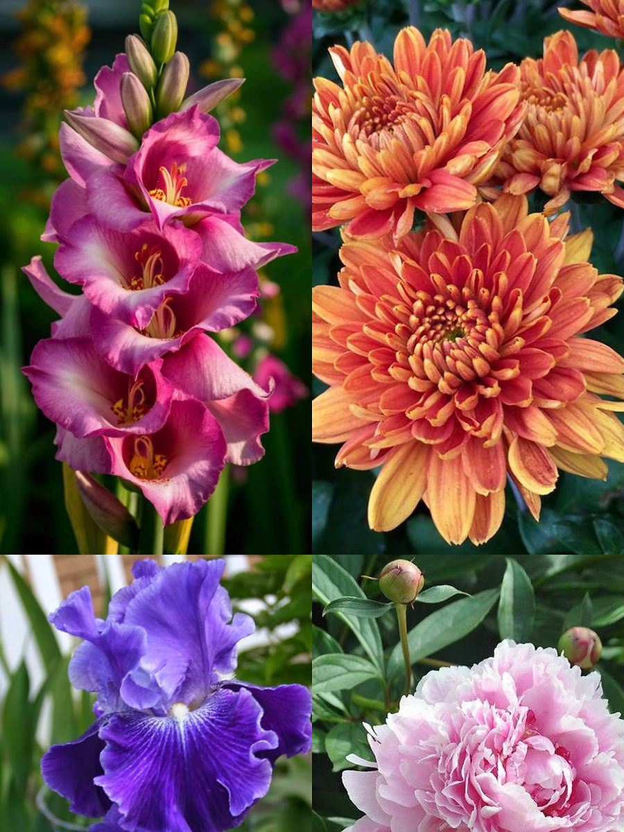 10 Beautiful Flowers That Represent Strength | Times Now