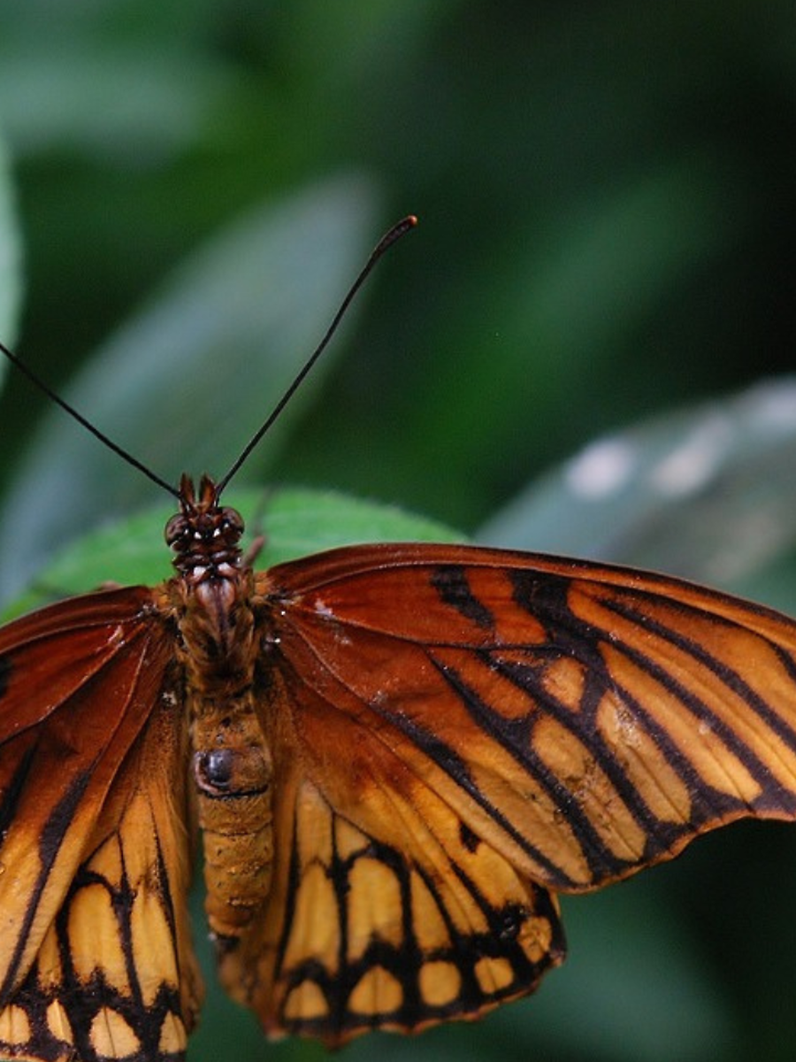 Useful Insects: ಮನುಷ್ಯನಿಗೆ ತುಂಬಾ ಉಪಯುಕ್ತವಾದ 8 ಕೀಟಗಳು | Times Now Kannada