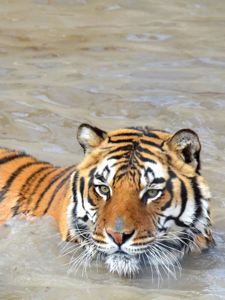 Big Cats That Are Great Swimmers and Those That Aren’t | Times Now