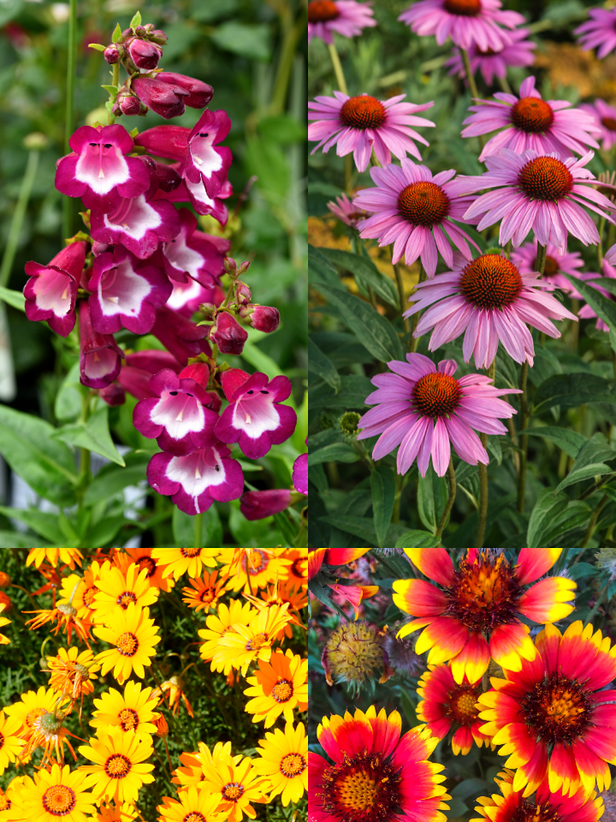 10 Beautiful Flowers That Require Less Water To Grow | Times Now
