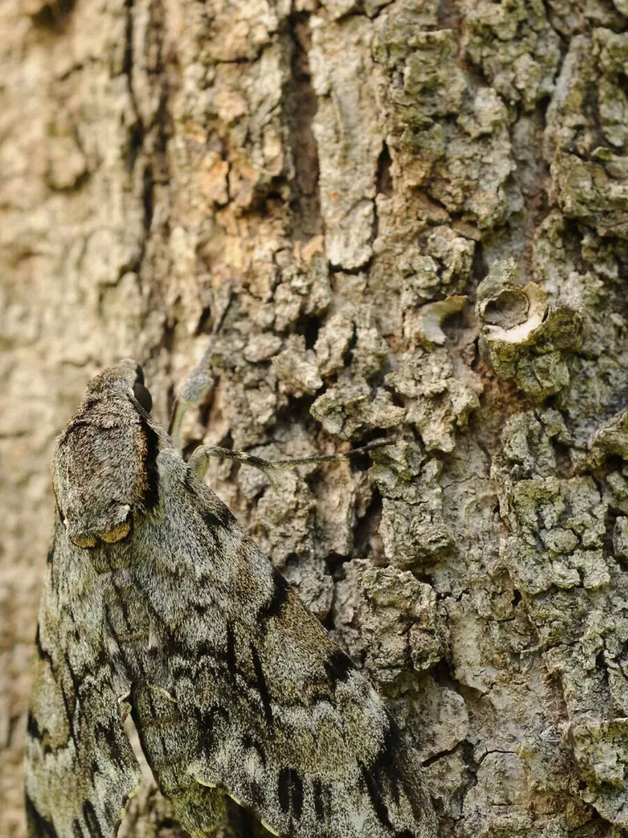 Optical Illusion: Find the Moth Camouflaging With the Tree Bark | Times Now