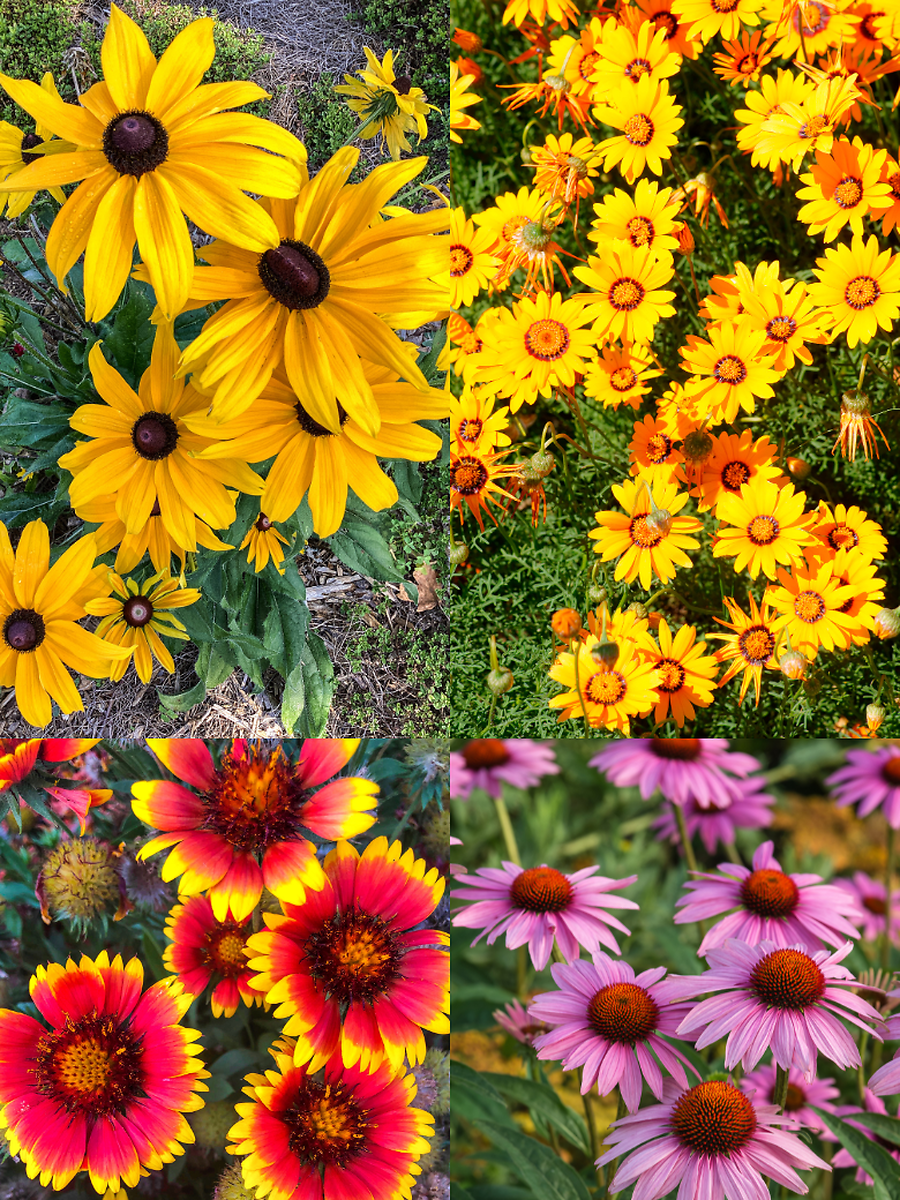 10 Perennial Flowers That Need Less Water | Times Now