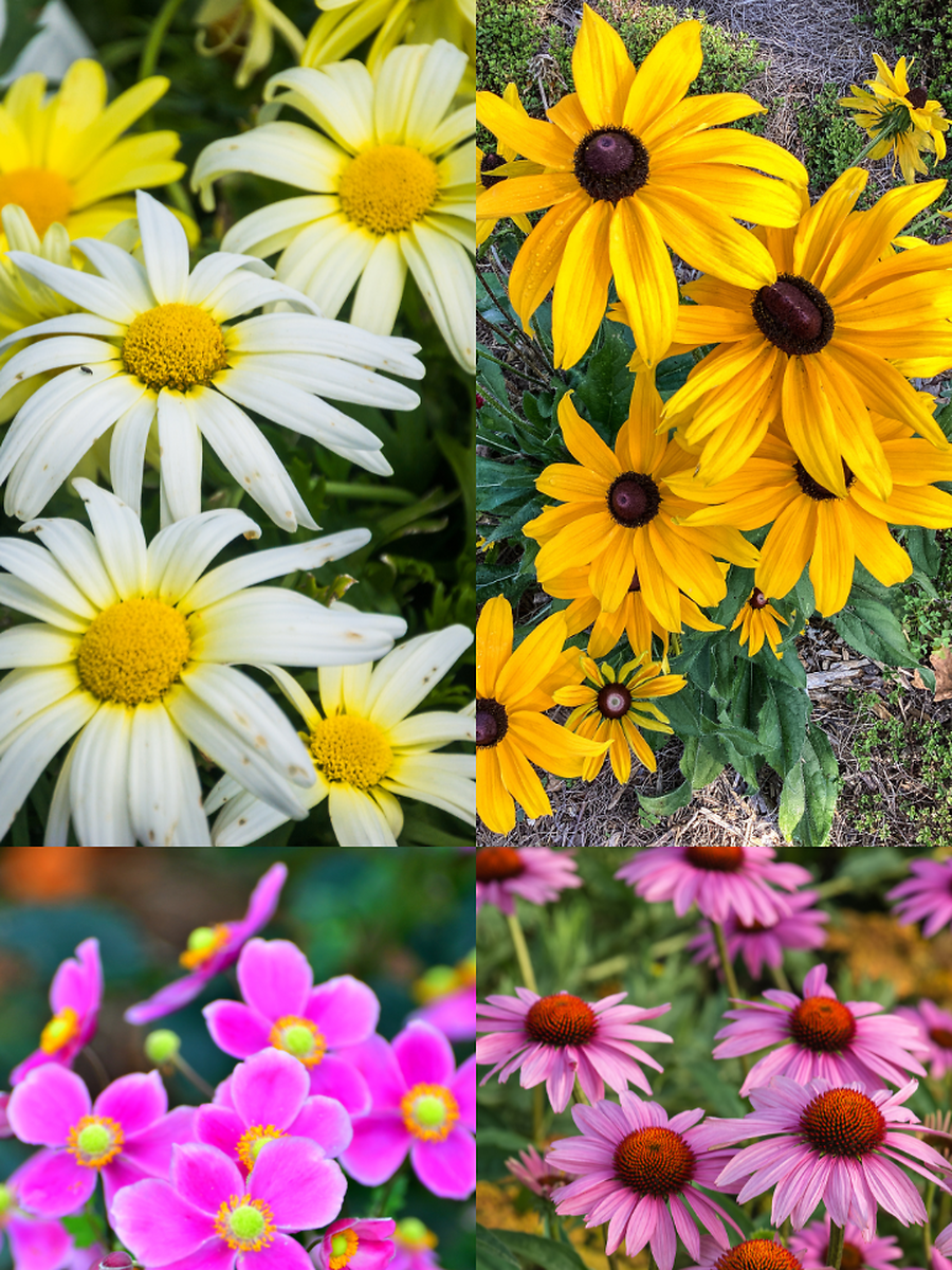 10 Perennial Flowers That Bloom Every Season | Times Now