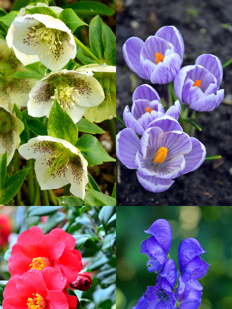 10 Perennial Flowers That Bloom In February | Times Now