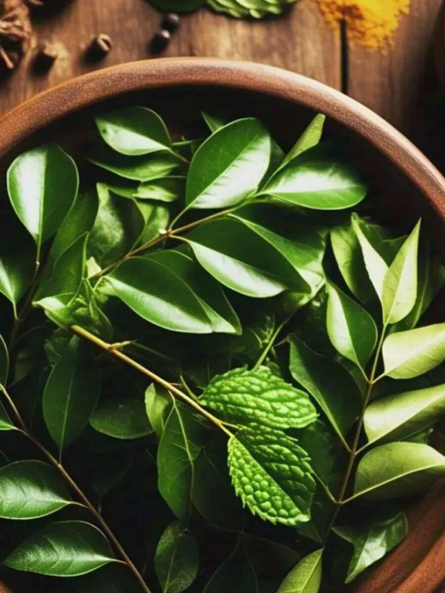  கறிவேப்பிலை வாடாமல் இருக்க என்ன செய்ய வேண்டும் தெரியுமா? 