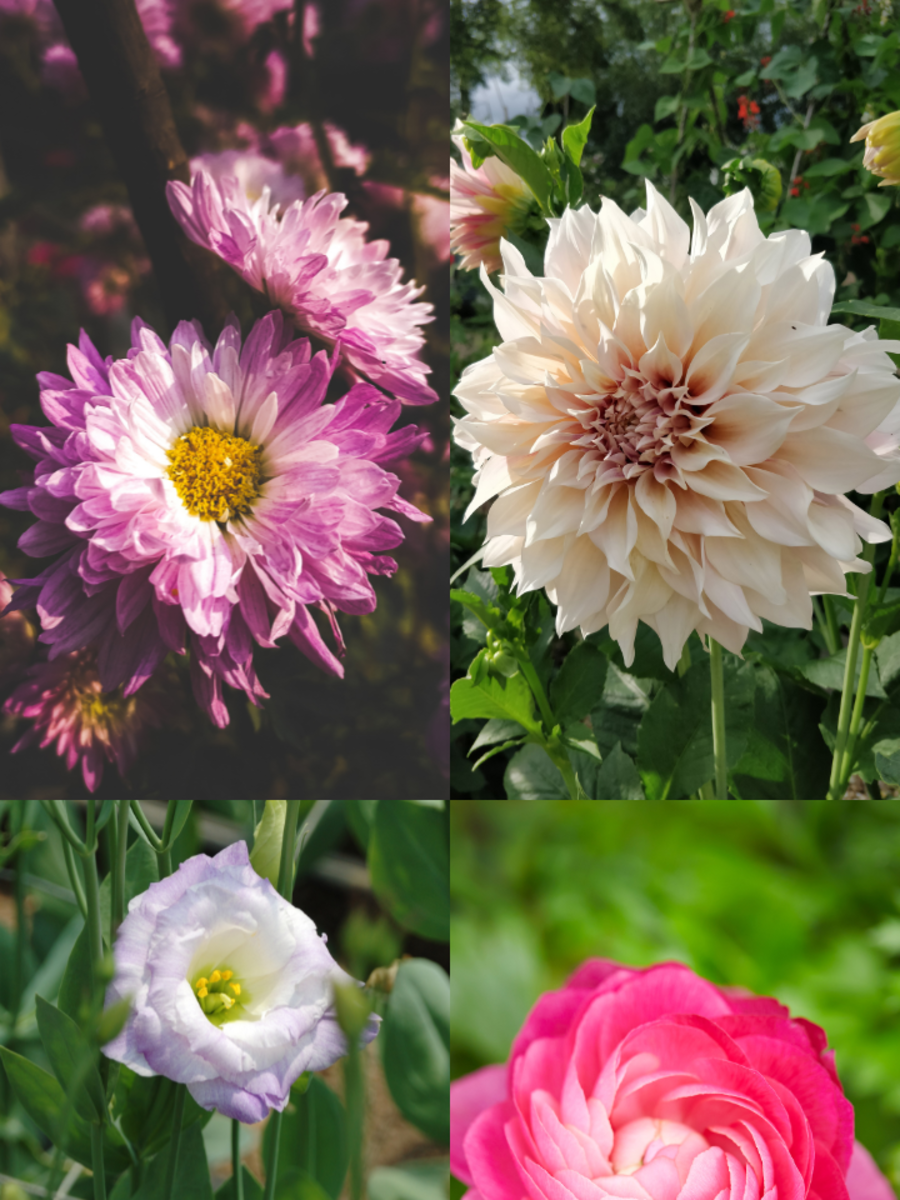 10 Beautiful Flowers Similar to Roses To Gift on Rose Day