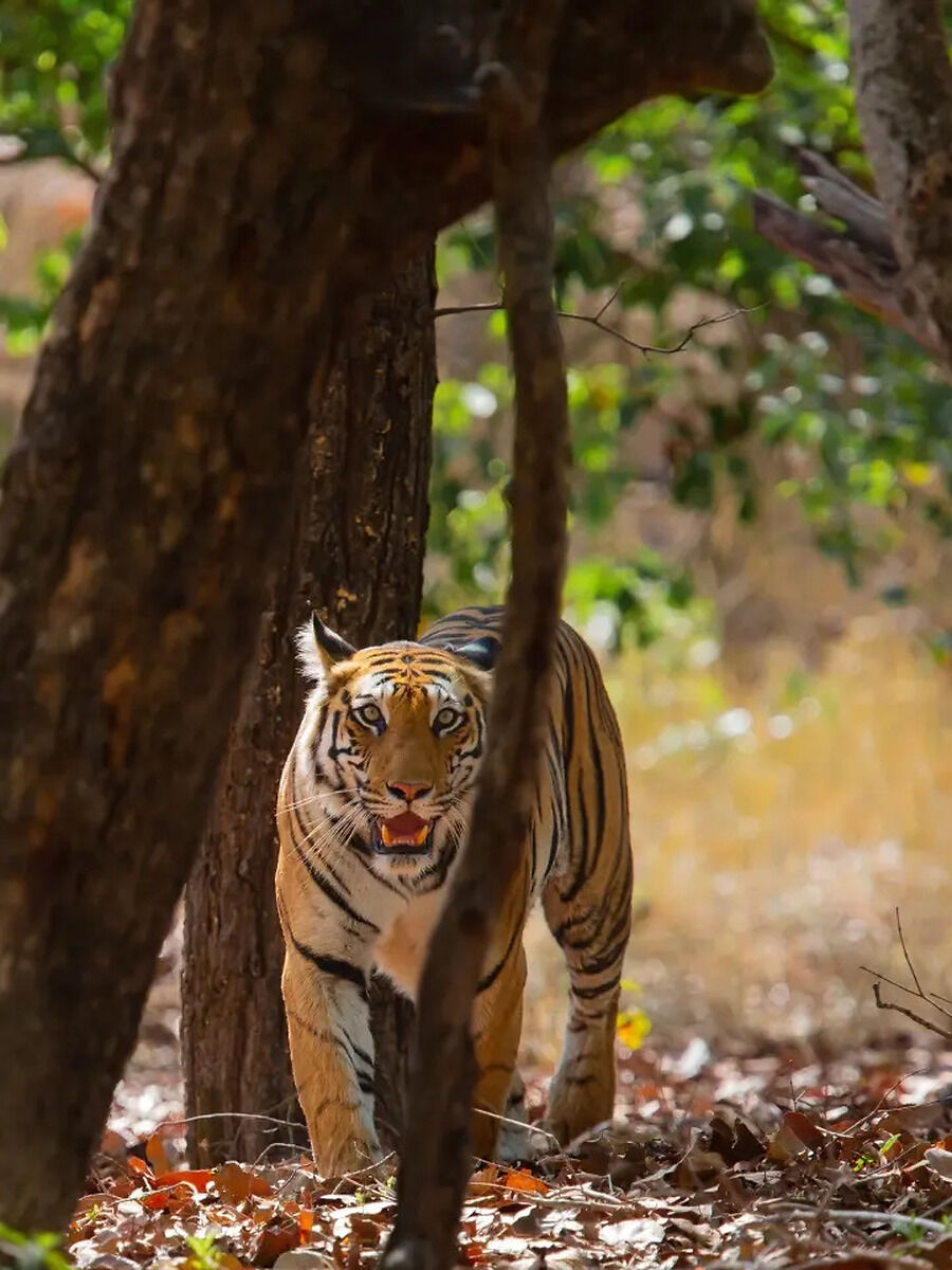 Madhya Pradesh: The Tiger State of India | Times Now