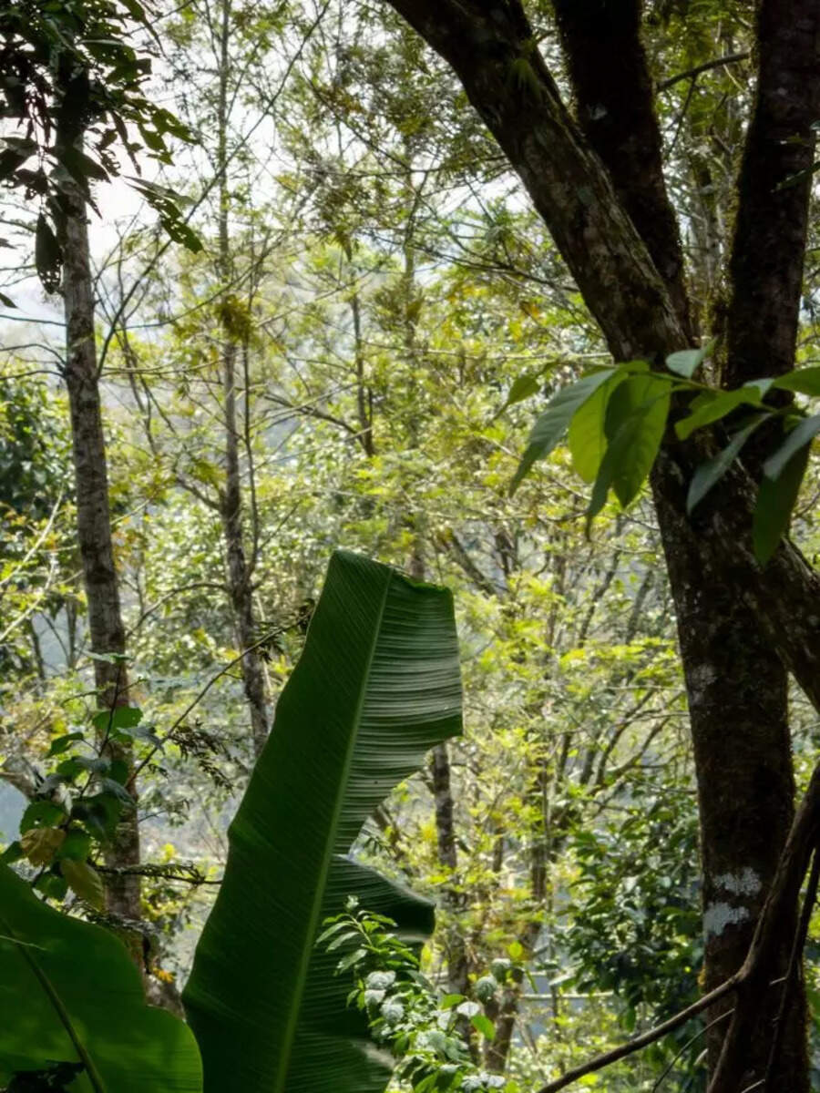  Coorg Tour: கேரளாவுக்கு டீ, கர்நாடகா காஃபி! அழகிய கூர்க்கில் பார்க்க வேண்டிய இடங்கள்! 