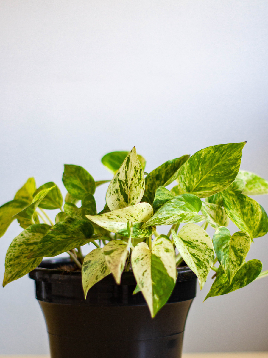 10 Amazing Benefits Of Keeping Golden Pothos In Your Living Room ...