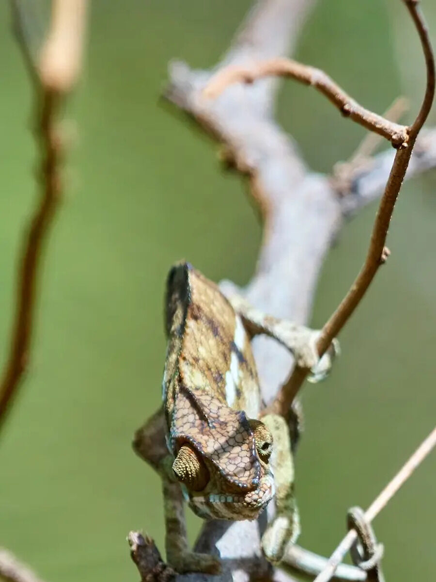 Optical Illusion: You Have 5 Seconds to Find Chameleon in This Image ...