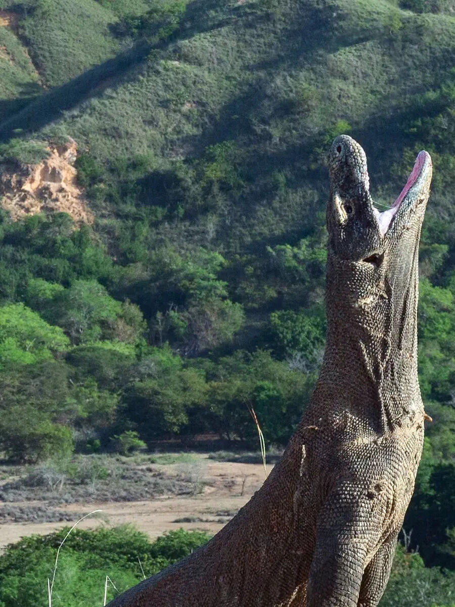 Komodo Dragon: The Largest Living Lizard in the World | Times Now