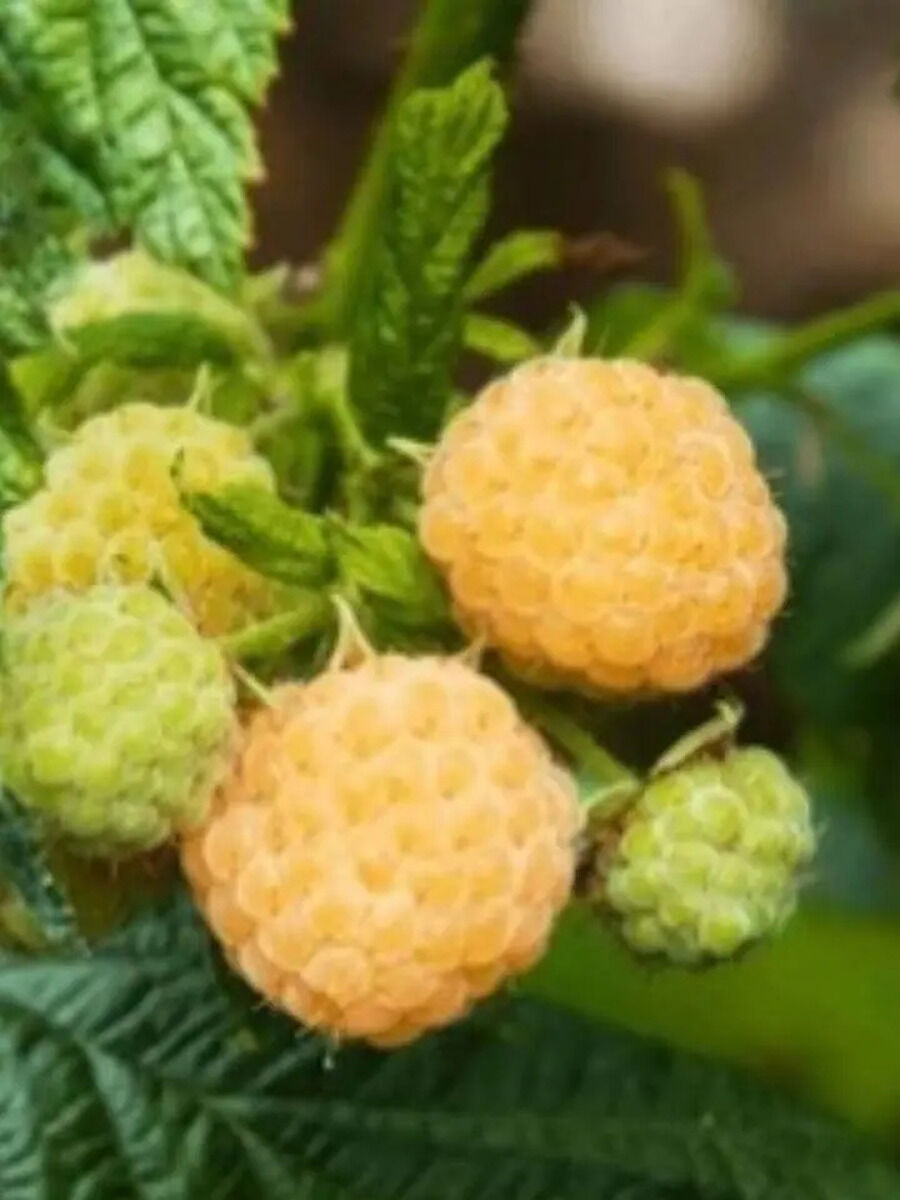 Raspberry Farming: सेहत और स्‍वाद से भरपूर, कमाई में सबसे आगे | ET Now ...