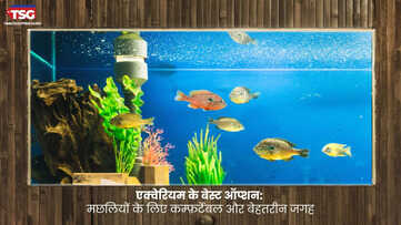 एक्वेरियम के बेस्ट ऑप्शन मछलियों के लिए कम्फ़र्टेबल और बेहतरीन जगह