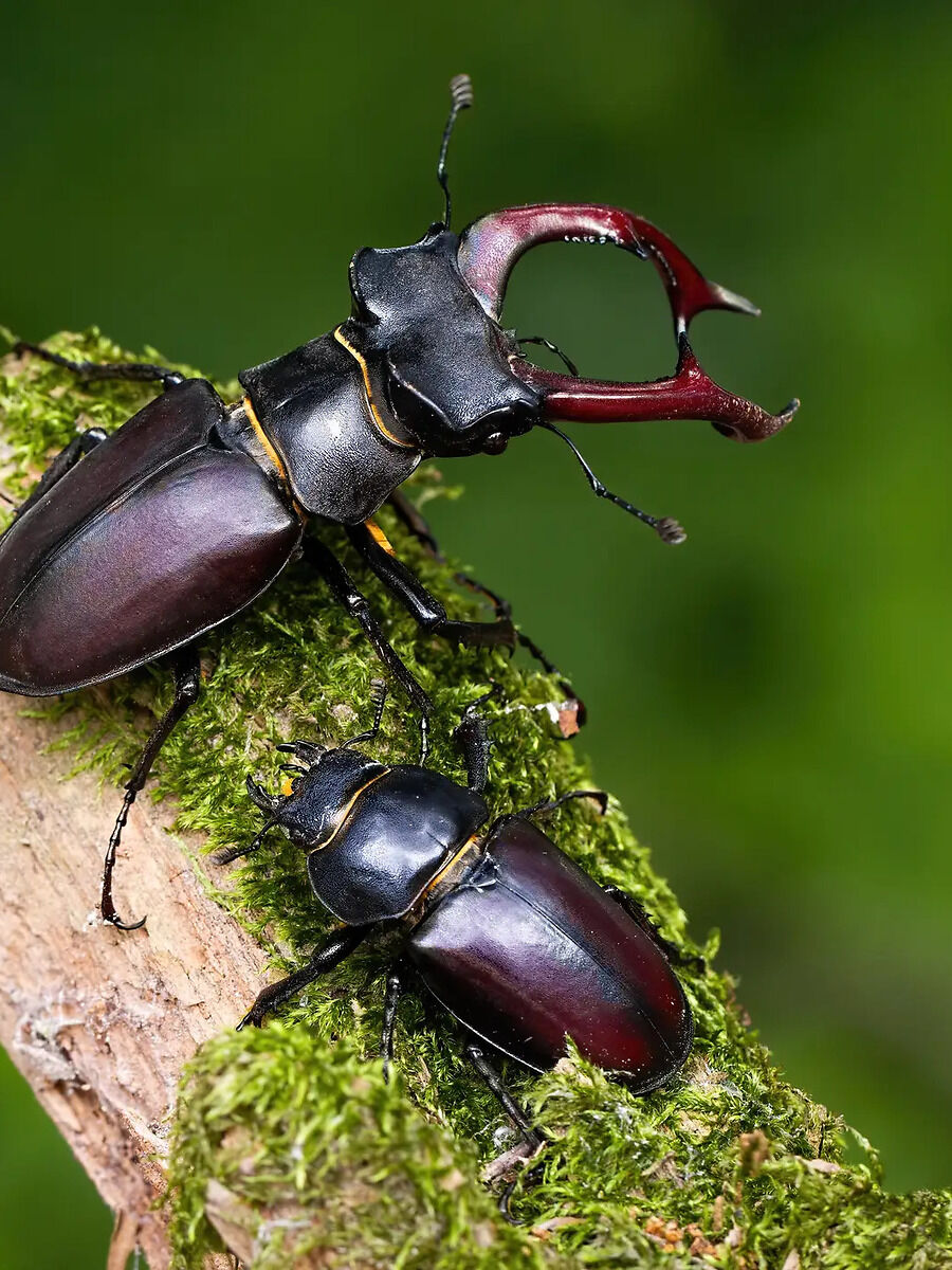 Most Expensive Insect: বিশ্বের সবচেয়ে দামি পোকা যা হীরের দামকেও হার ...