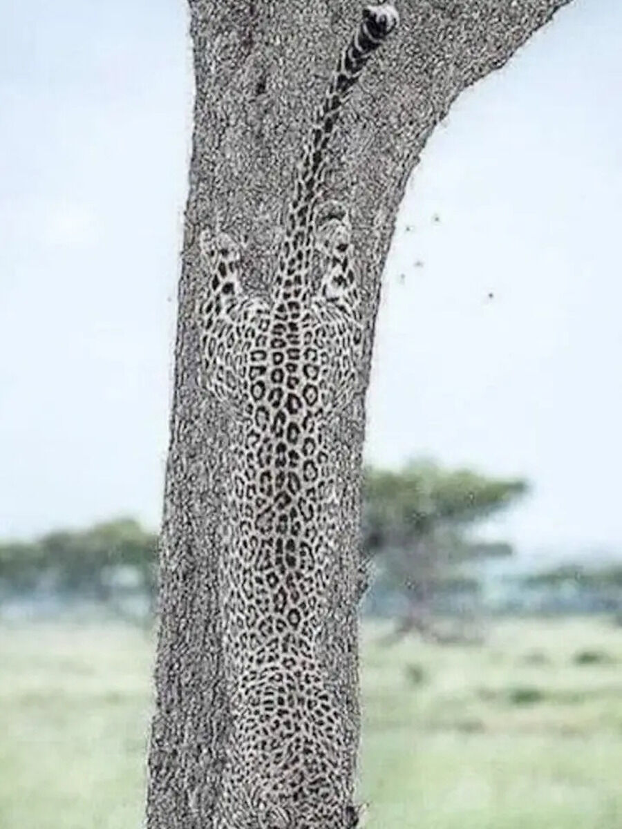 8 Stunning Images of Animals Camouflaged to Near-Perfection | Times Now