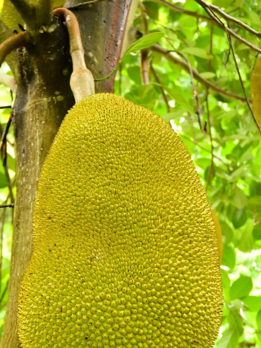  Perfect Jackfruit: சுவையான பலாப்பழத்தை எப்படி தேர்வு செய்வது? எளிமையான டிப்ஸ் இதோ! 