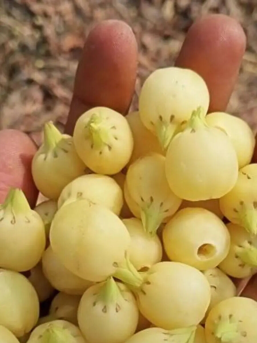 गुणों की खान है महुआ, जानें भारत में कहां होता उत्पादन - Mahua is mine ...