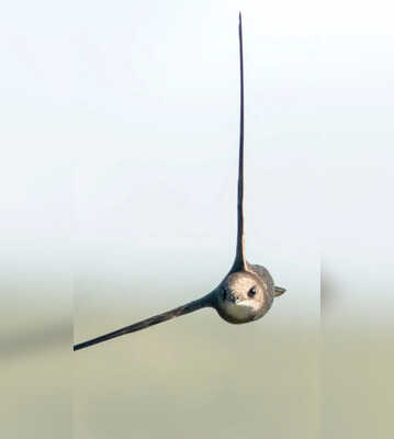 Common Swift It Can Stay Airborne for 10 Months Sleep in Flight