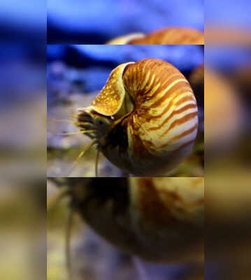 Oldest Living Animals On Earth