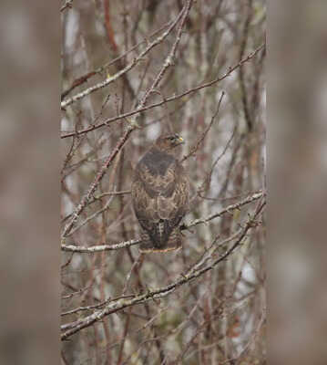 5 Stunning Photographs of Animals Camouflaged as Their Surroundings 
