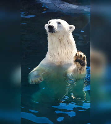 Polar Bear The Largest Carnivore on Land