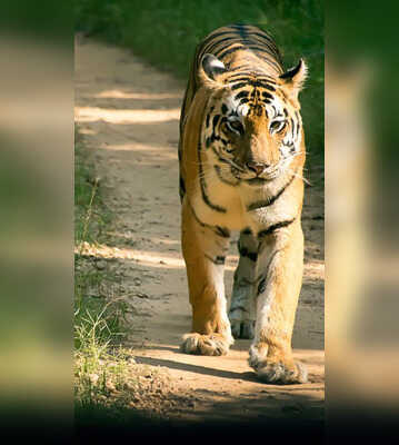 10 National Parks In Madhya Pradesh You Should Visit Before Safari Season Ends