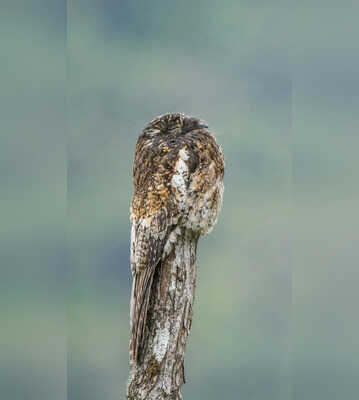 Optical Illusion Use Your Sharp Eyes and Spot the Bird in 5 Seconds