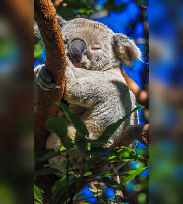 A Day in the Life of a Koala Sleep 22 Hours Eat Toxic Eucalyptus