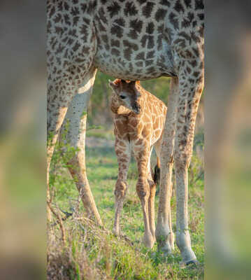 Squirrel to Alpaca What Babies of These 5 Animals Are Called