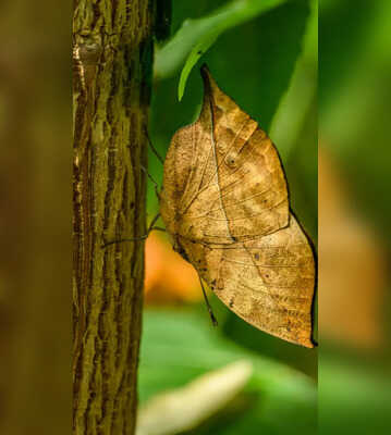 Optical Illusion There is a Butterfly in This Picture Guess Where