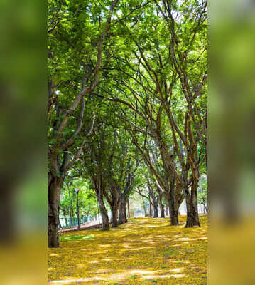 A 48-Hour Bangalore Itinerary To Make The Most Of This Gorgeous Weather