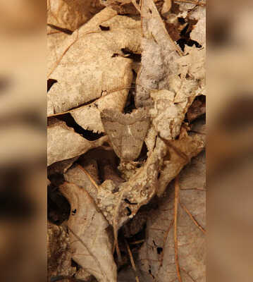 Optical Illusion Find the Moth Among the Leaves in 5 Seconds