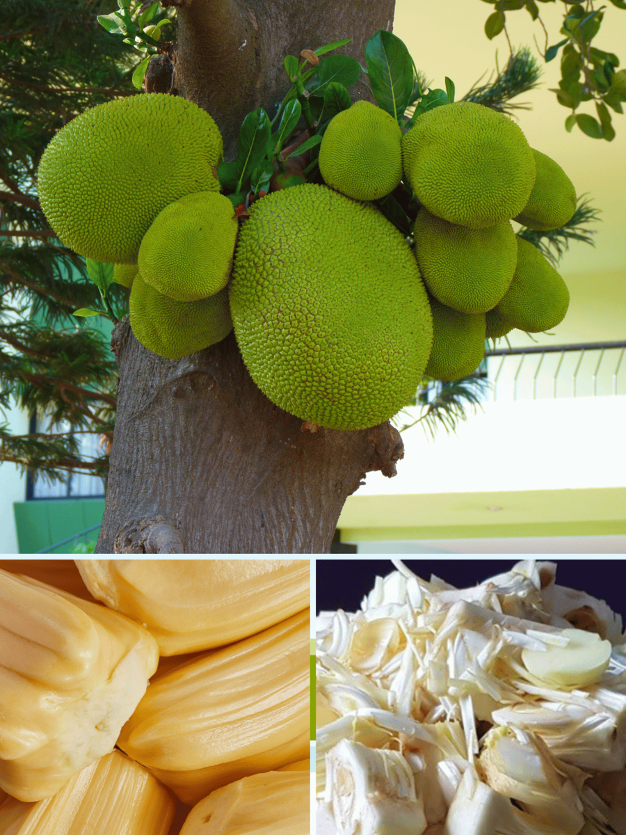  பலாப்பழம் பழுக்காமலே வாங்கிட்டீங்களா..? பலாக்காய் வைத்து விதவிதமான ரெசிபி செய்ய இதோ டிப்ஸ் 