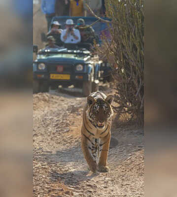 10 National Parks To Visit In Uttar Pradesh Before The Safari Season Ends